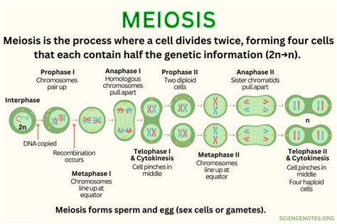 2.3: Meiosis .